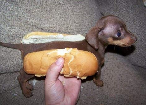 hotdog